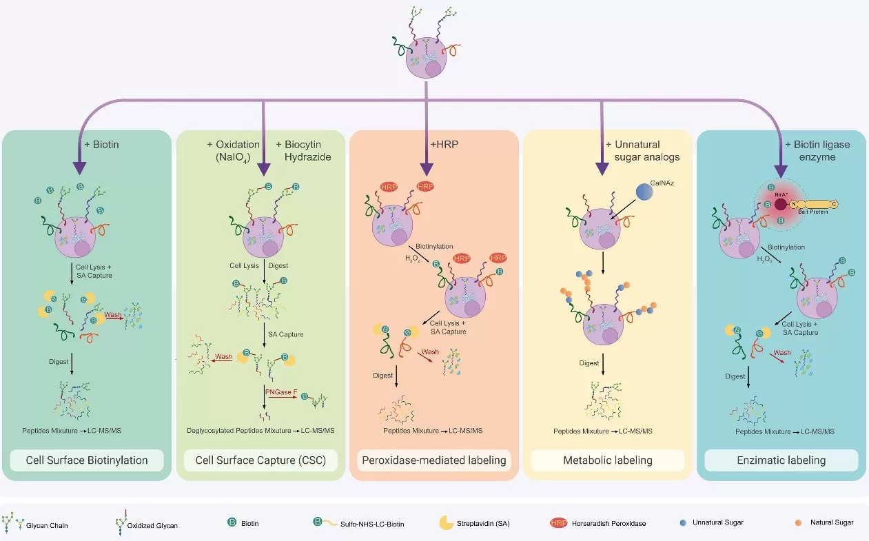 Surfaceome chemical enrichment methods. Cell surface biotinylation